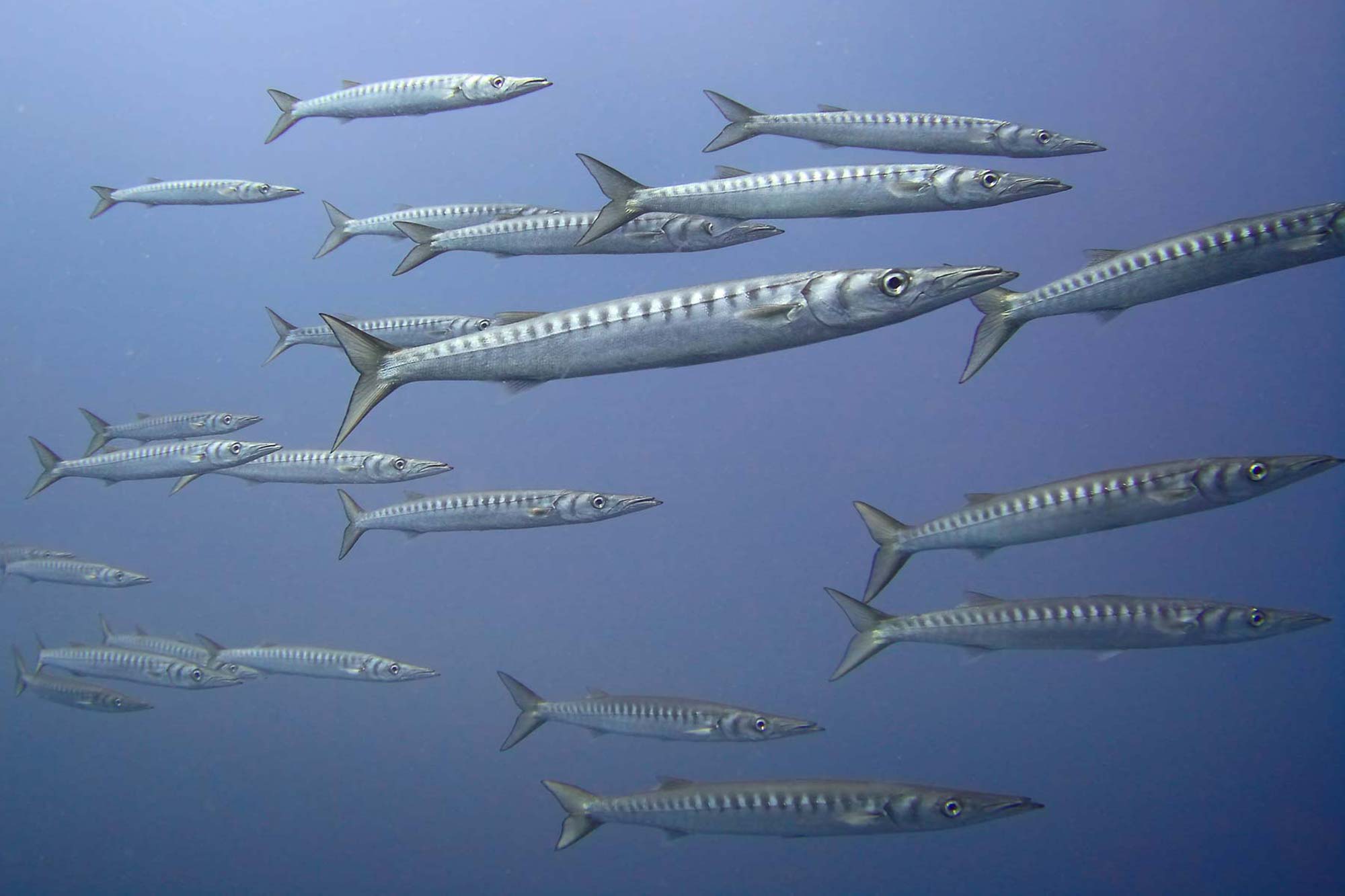 AMP Portofino - Pickhandle Barracudas (Sphyraena jello)